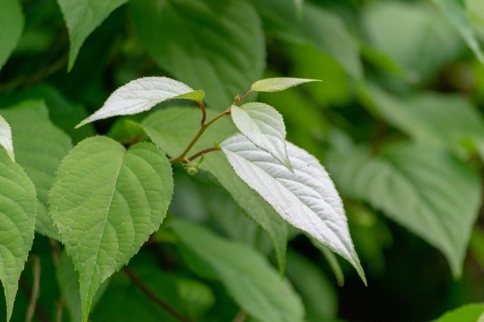 A close-up photograph of a silvervine plant twig.