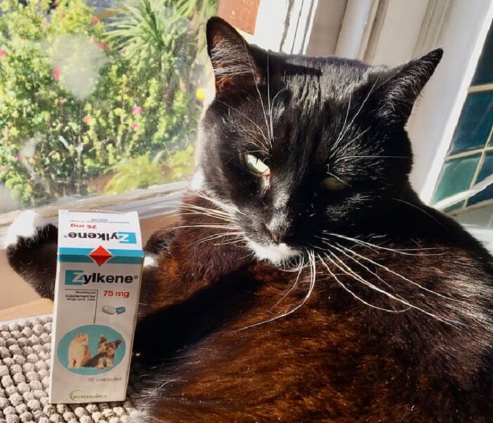 cat sitting by a sunny window