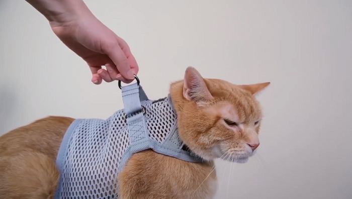 best cat harness