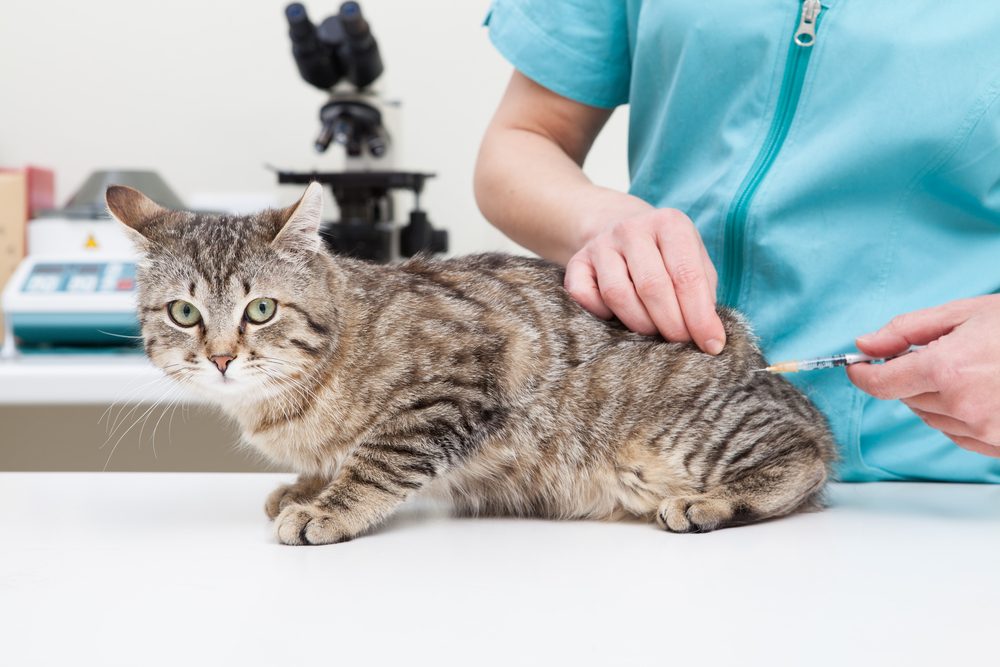 small striped tabby cat is being given an injection