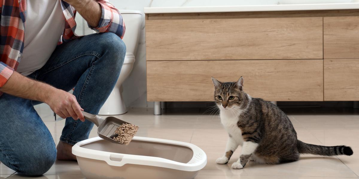 The image contrasts a litter box emitting odor with a clean and fresh litter box, highlighting the importance of maintaining a hygienic environment for cats.