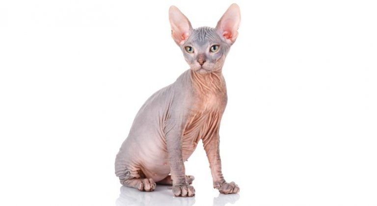 Sphynx