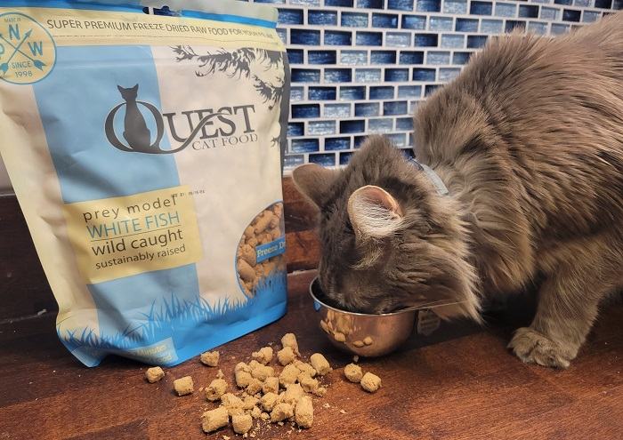 Quest freeze-dried cat food comes in small, lightweight pellets that crumble easily by hand and rehydrate quickly in liquid.