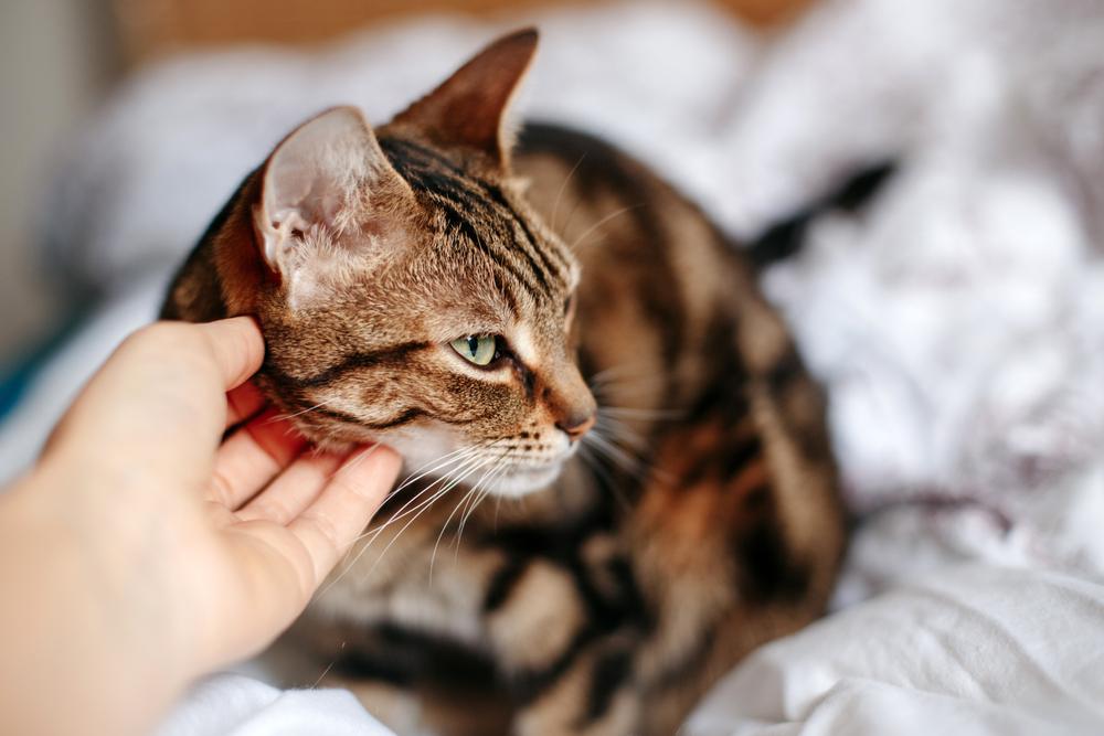 An informative image highlighting signs of stress in cats, featuring visuals of common stress-related behaviors and expressions, encouraging viewers to better understand and care for their feline companions' well-being.