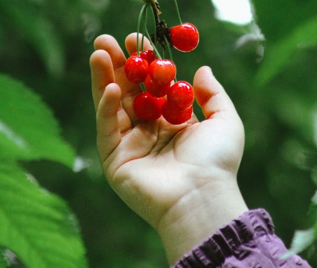 Person holding fruits outside