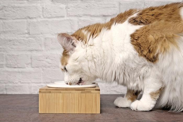 Tabby cat eating food from a food bowl