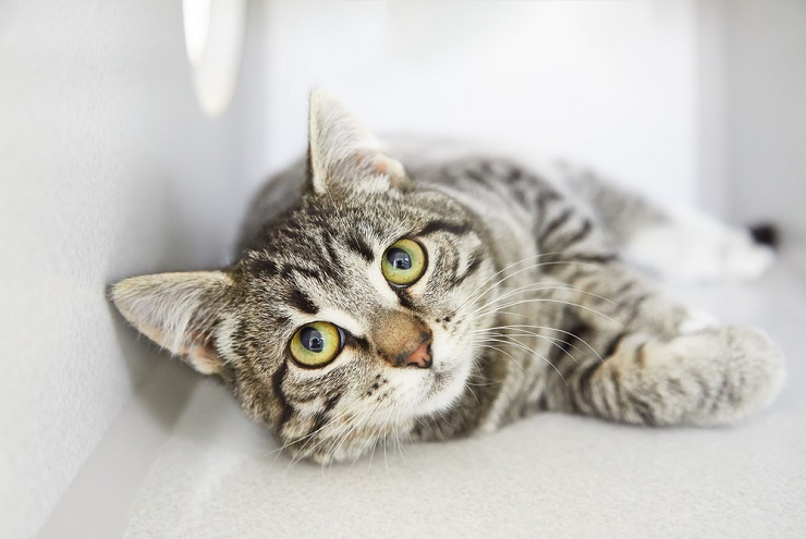 A beautiful tabby cat with distinctive stripes and patterns on its fur, gazing curiously into the distance.