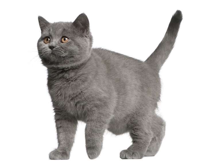 Brazilian Shorthair Cat History