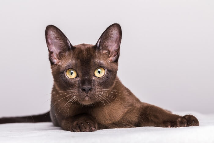 Elegant Burmese cat displaying its captivating presence.