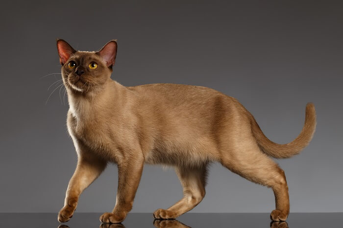 Image of Burmese cats, recognized for their sleek and solid coats, sweet expressions, and expressive eyes, in a charming and captivating group pose.