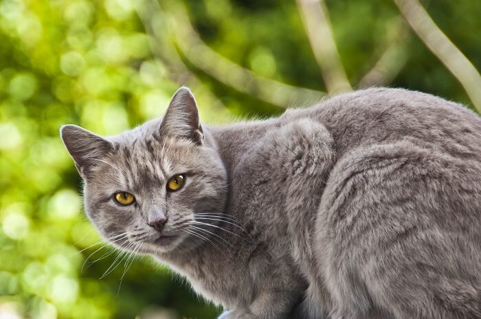 Chartreux Cat Care