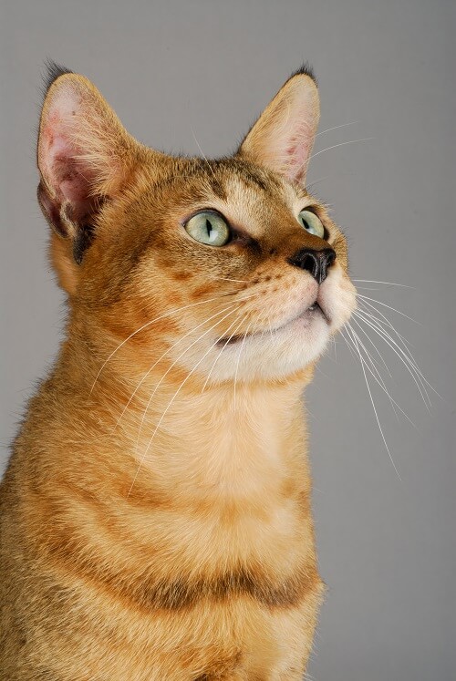 Chausie Cat History