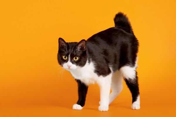 About the Japanese Bobtail Cat