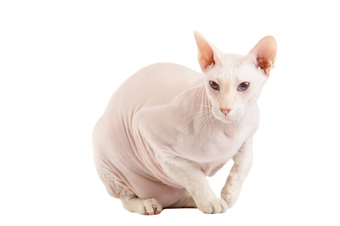 About the Peterbald Cat