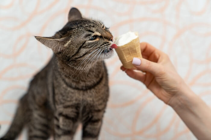 Image addressing the risks of cats consuming ice cream, emphasizing potential concerns and effects on feline health