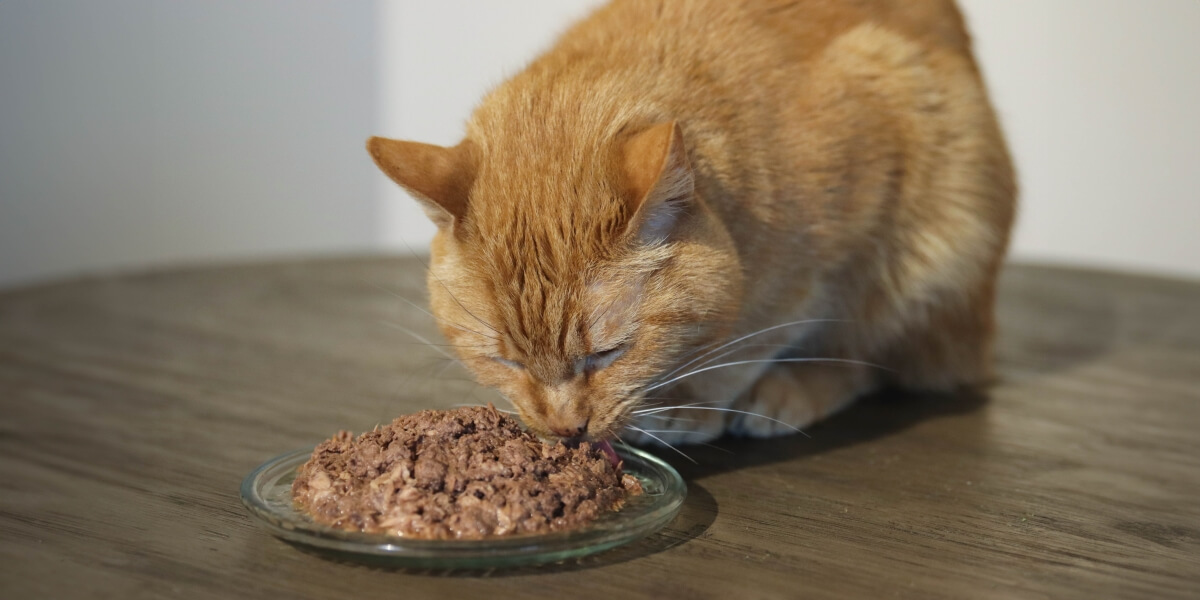 cat eating tiki cat food