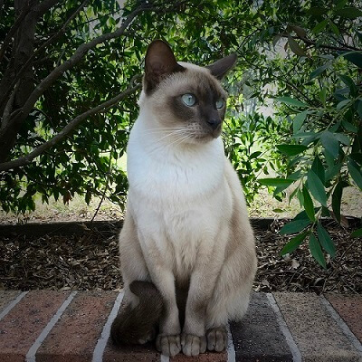 Tonkinese Cat History