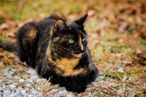 tortoiseshell cat breed