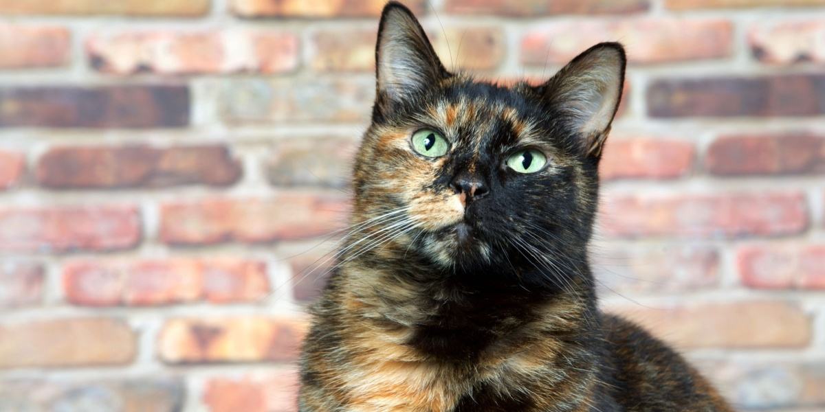 Tortoiseshell cats with the tabby pattern as one of their colors are sometimes referred to as a torbie.