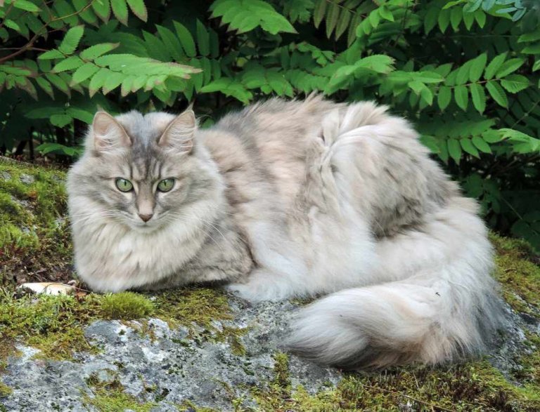 Turkish Angora Cat History