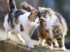 Two cats walking on a stone wall, pressing their heads together.