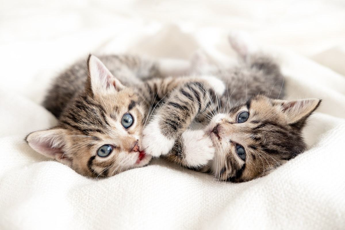 Two little striped playful kittens with white paws