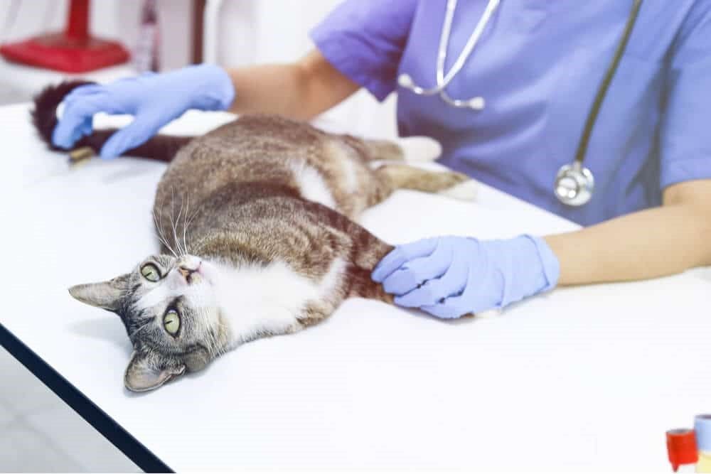 vet checking cat