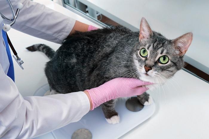 vet weighing cat in scale