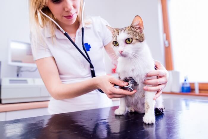 Image of a veterinarian examining a cat's stomach.