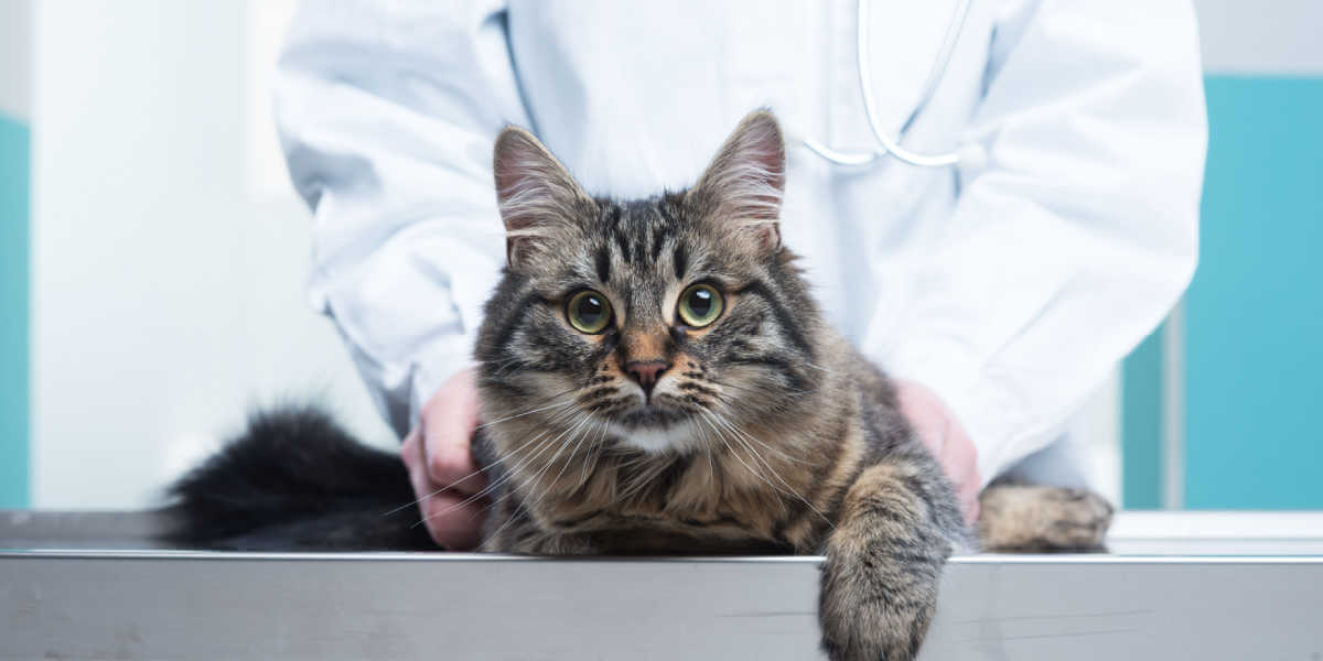 cat at vet