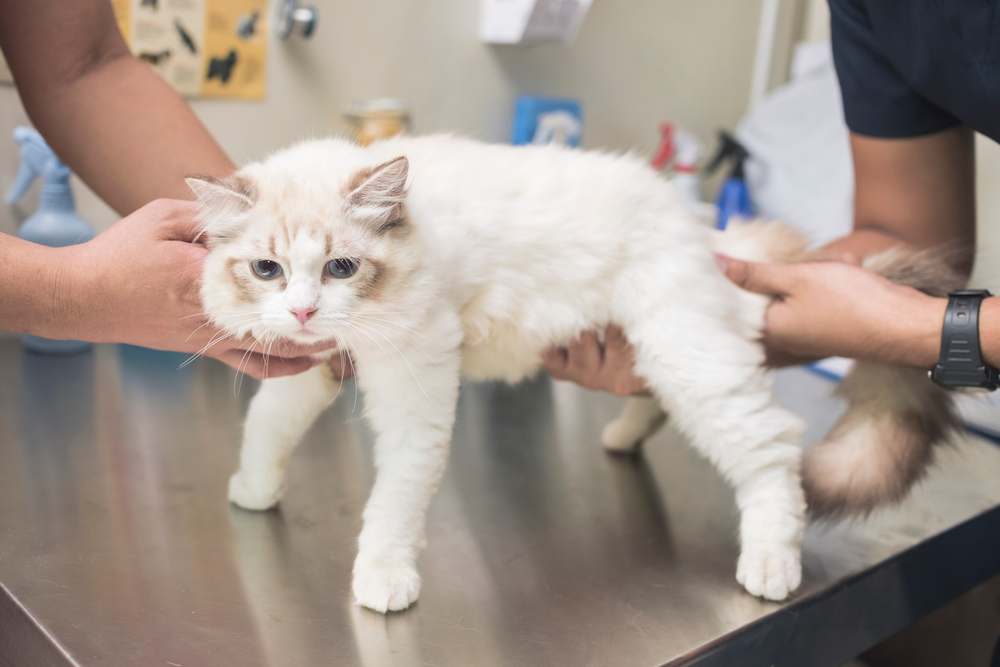 Lipoma in Cats: Veterinarian examining a cat's stomach for signs of ovarian tumors during a medical checkup