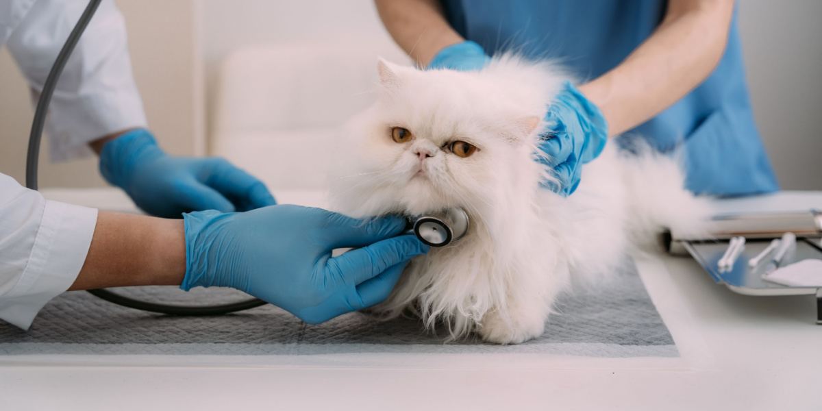 veterinary doctor using stethoscope for kitten