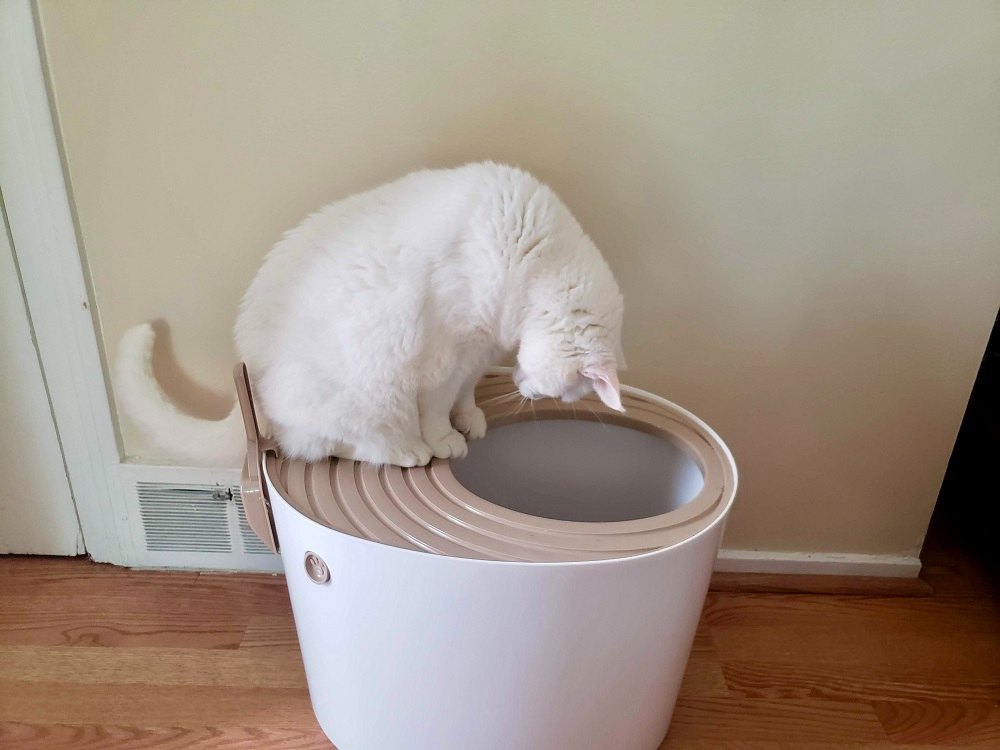 best high side litter box