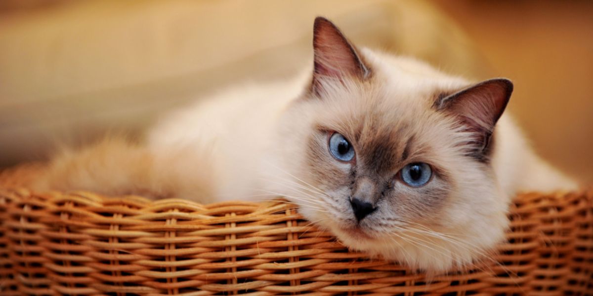 White cat with striking blue eyes in a compressed image, epitomizing the beauty of these enchanting felines