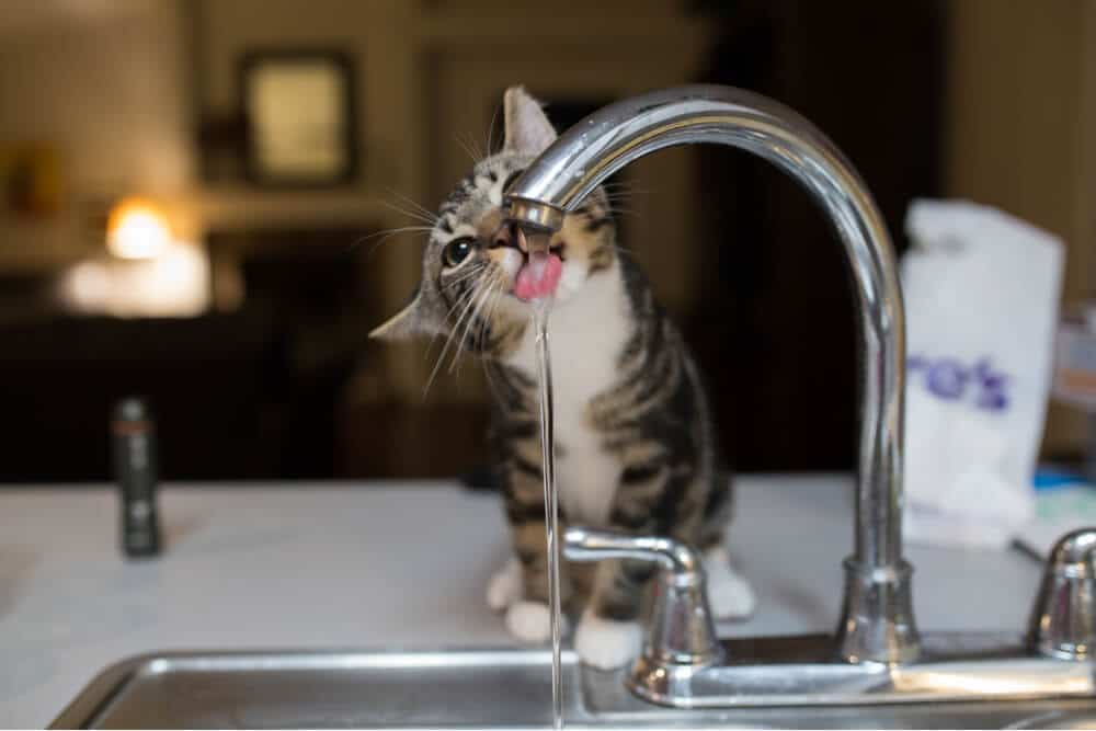 Curious cat at a water bowl, drinking more water than usual. The cat's intent expression and lowered head indicate its heightened interest in the water source.