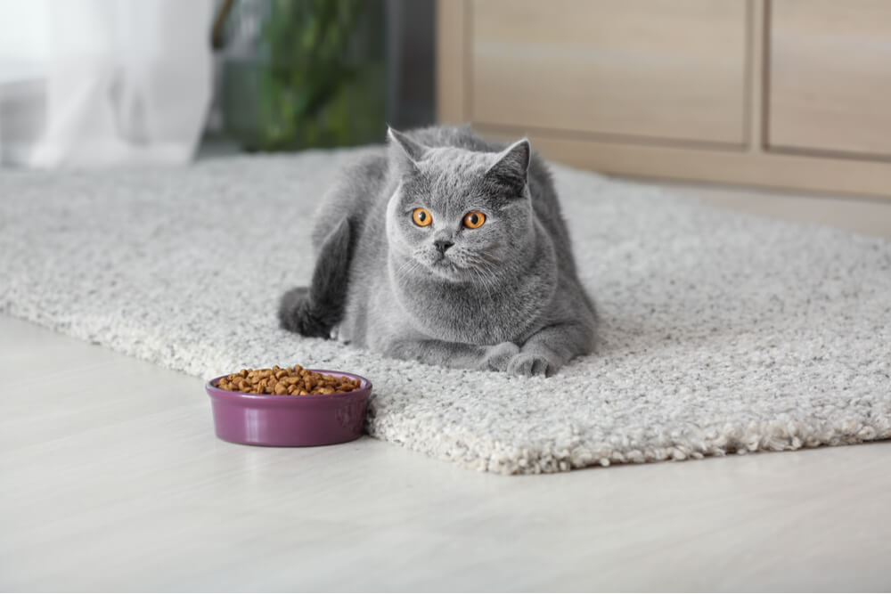 An image portraying a worried cat owner observing a cat refusing to eat its food.