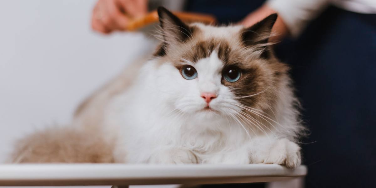 Image of a woman combing a Ragdoll cat, demonstrating the care and attention these affectionate felines deserve