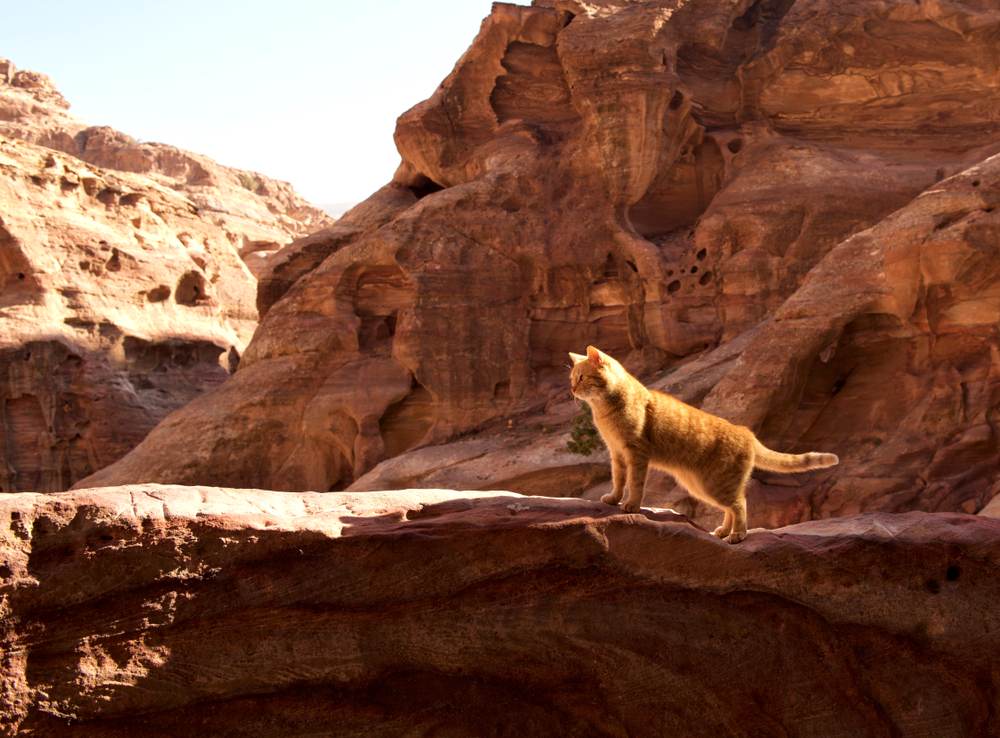 yellow cat posing in yellow rock background