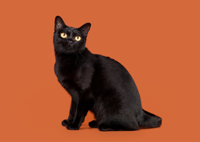 Image of a Bombay cat, known for its sleek black coat and striking golden eyes, in an alert and captivating pose.