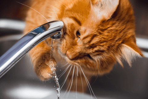 Cat drinking water